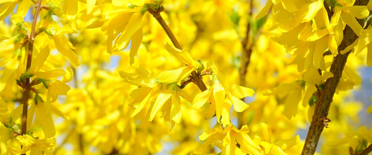 forsythia-zlatice prostřední
